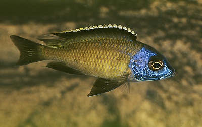 Placidochromis sp. 'electra superior' Mandalawi Reef